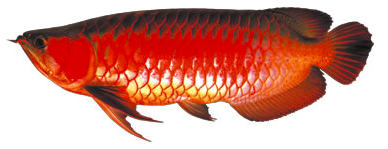 スクリーンショット 2015-07-01 18.28.31