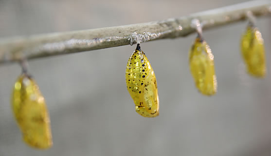 木の妖精を生み出す自然の宝石 Tree Nymph Butterfly Asiax