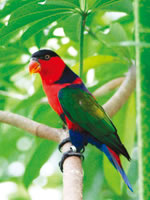 南国色の鳥たちと戯れるパラダイス Asiax