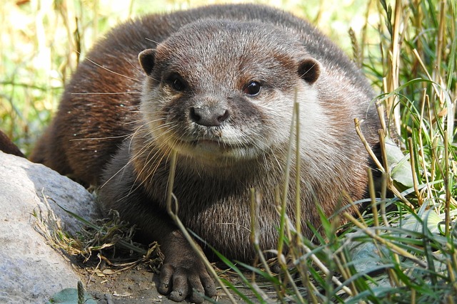 シンガポール：ロバートソンキーで女性がカワウソにかまれる事故、現場